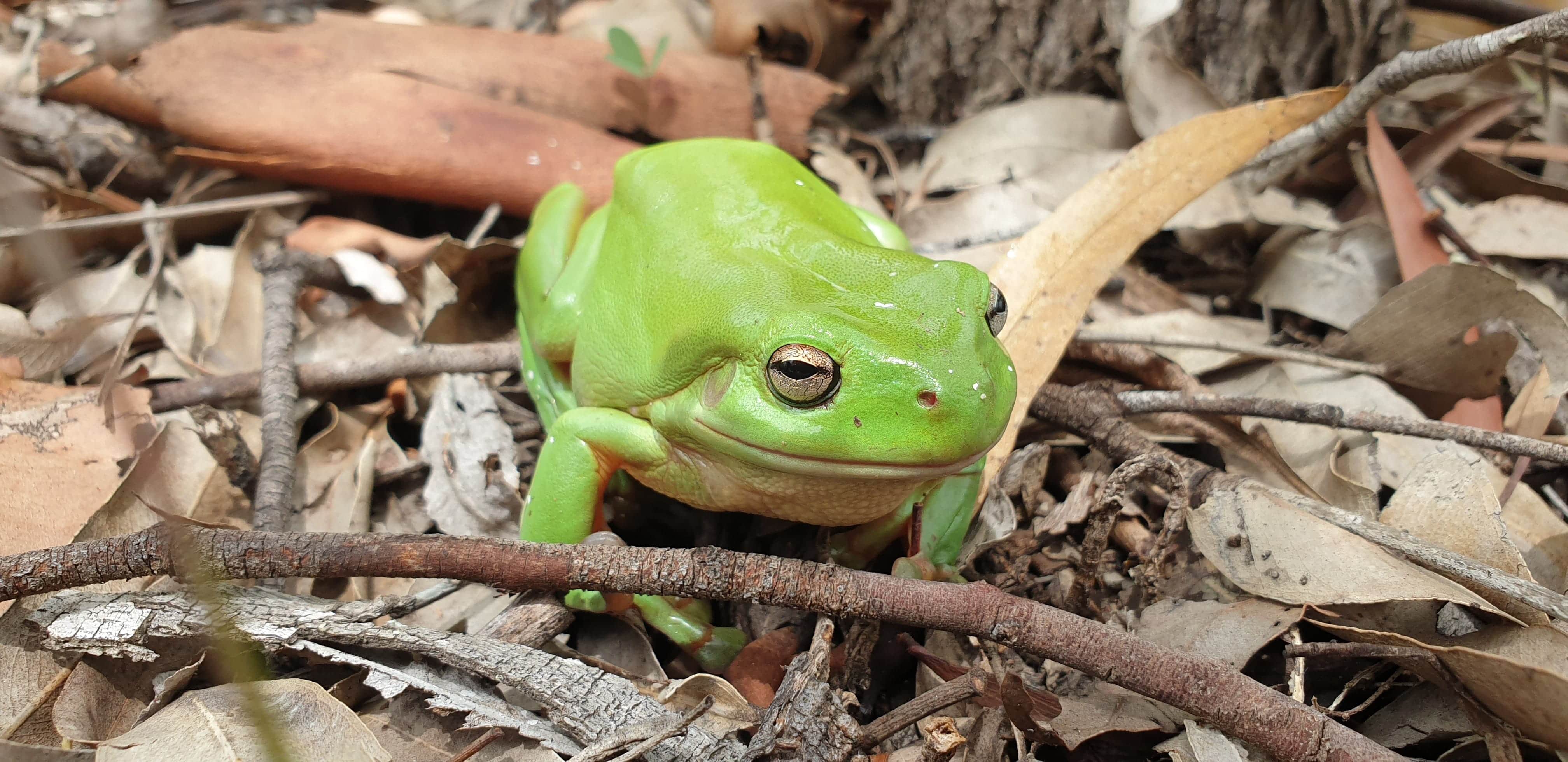 beautiful green frog